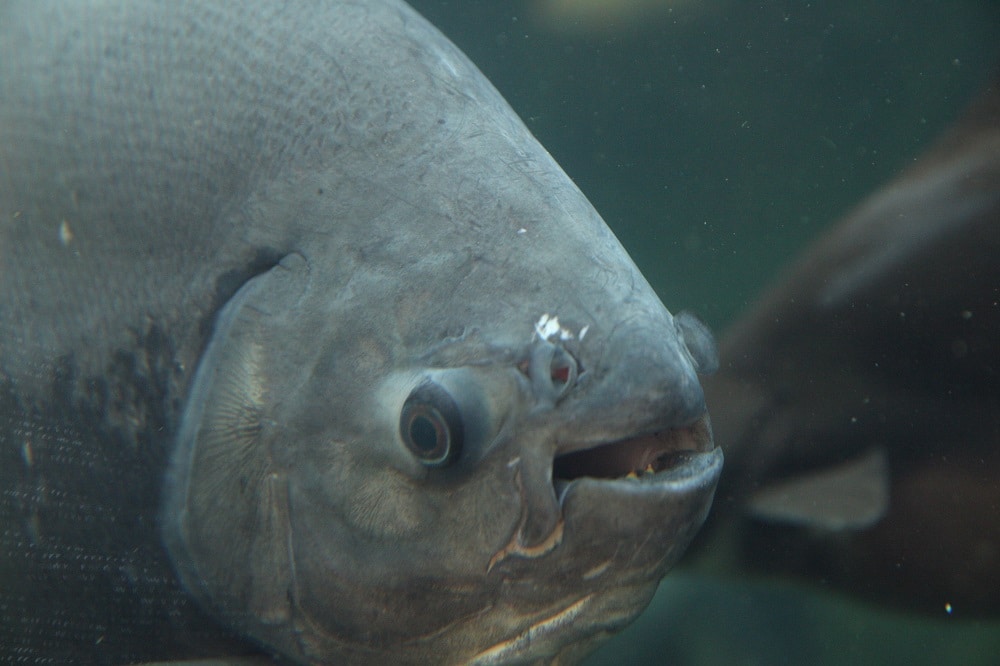 Black Pacu