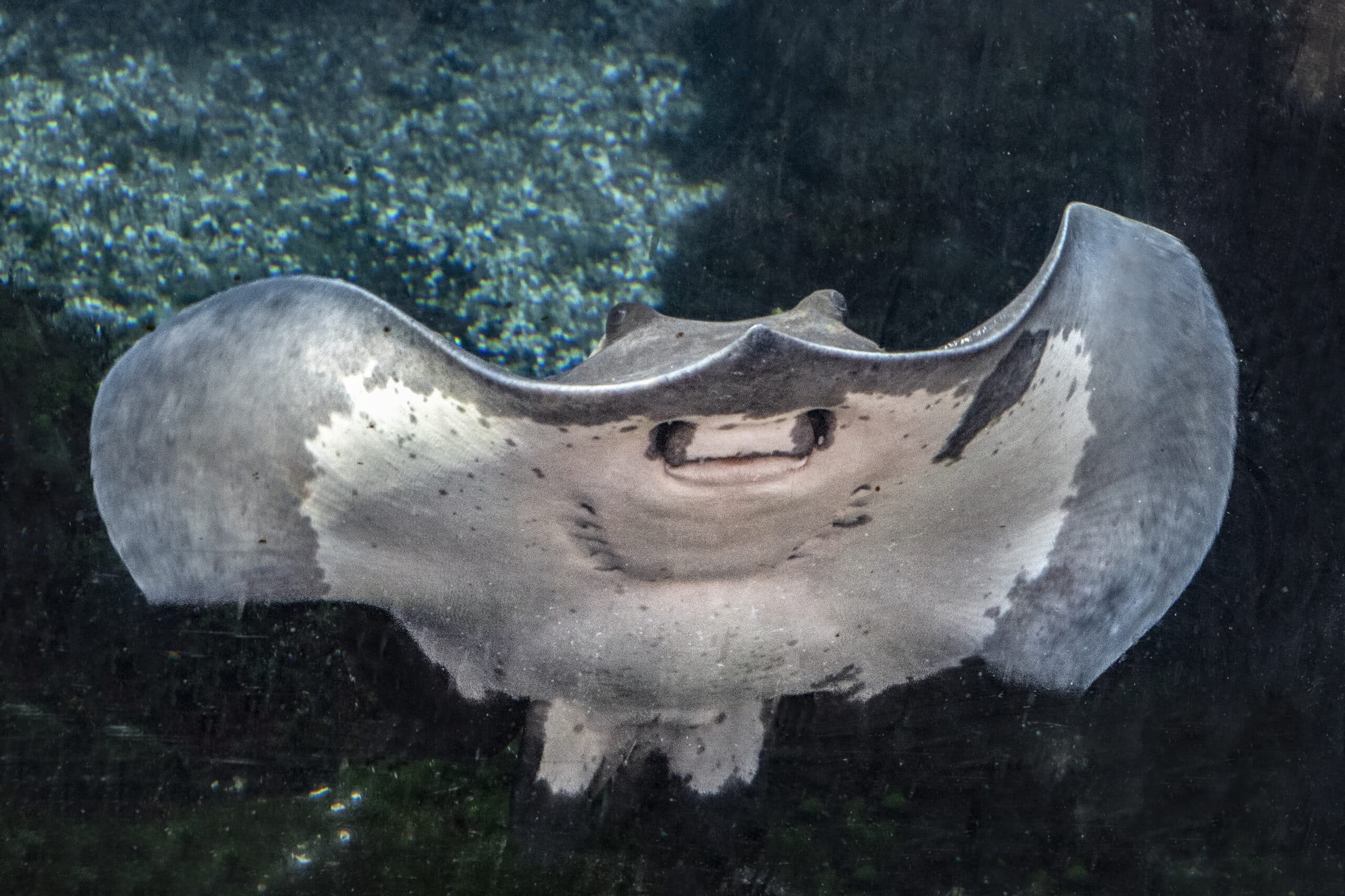 Common Stingray-9