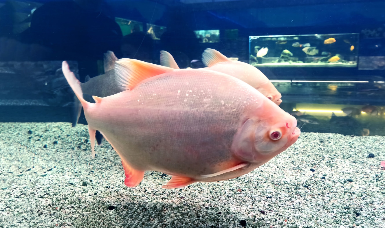 Red Pacu is an albino. Colossoma two-toothed. fish in a closed aquarium. The close-up. Aquarium, pet care