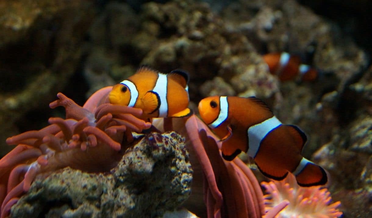 clownfish 1