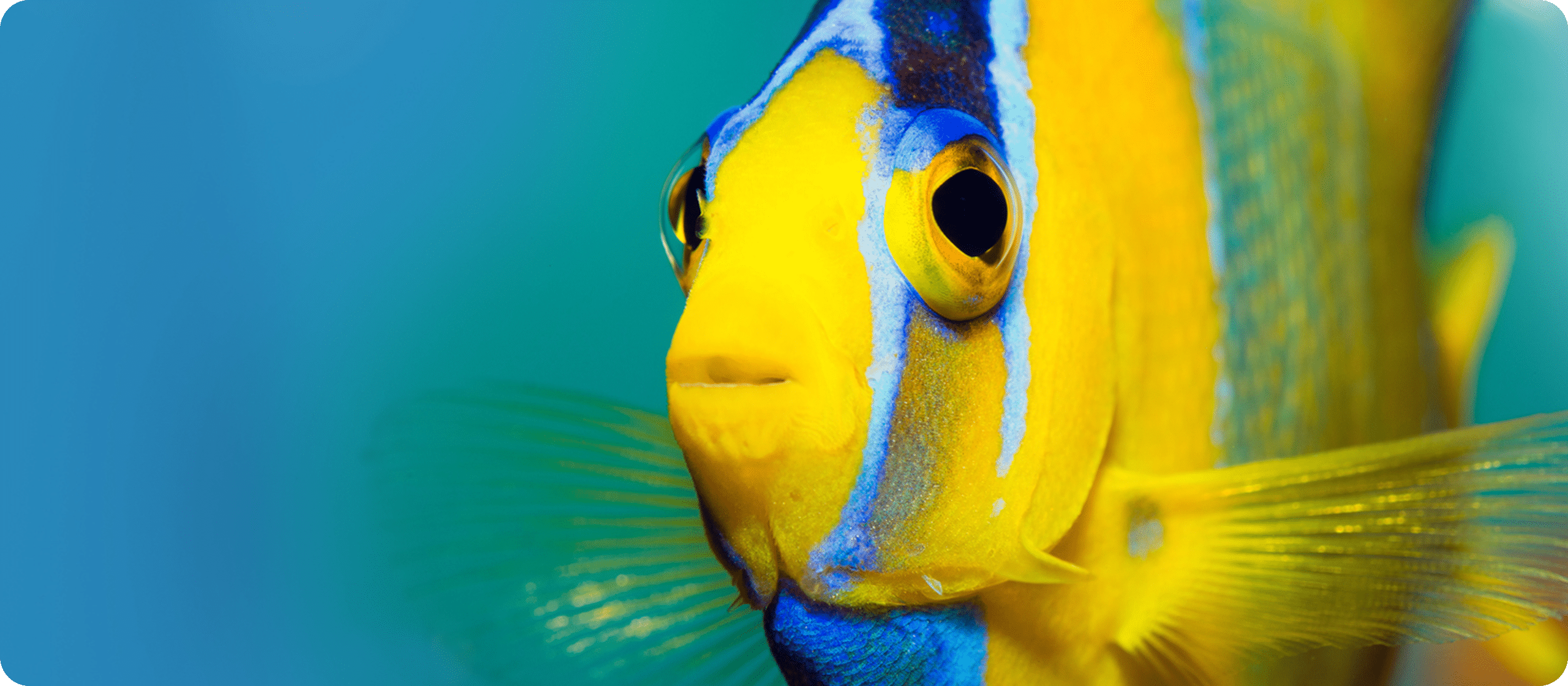 Vestibulum adipiscing vel adipiscing