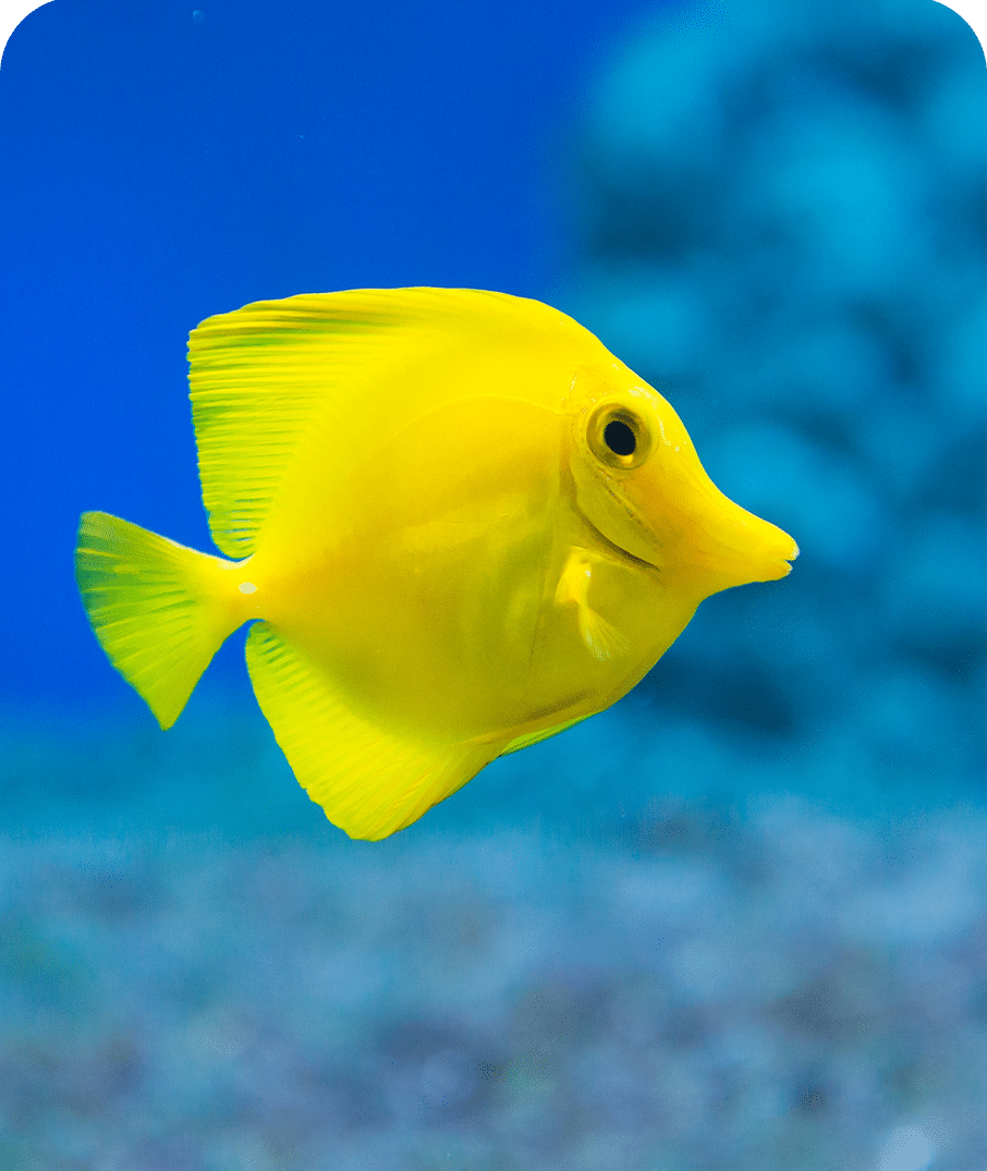 Vestibulum adipiscing vel adipiscing