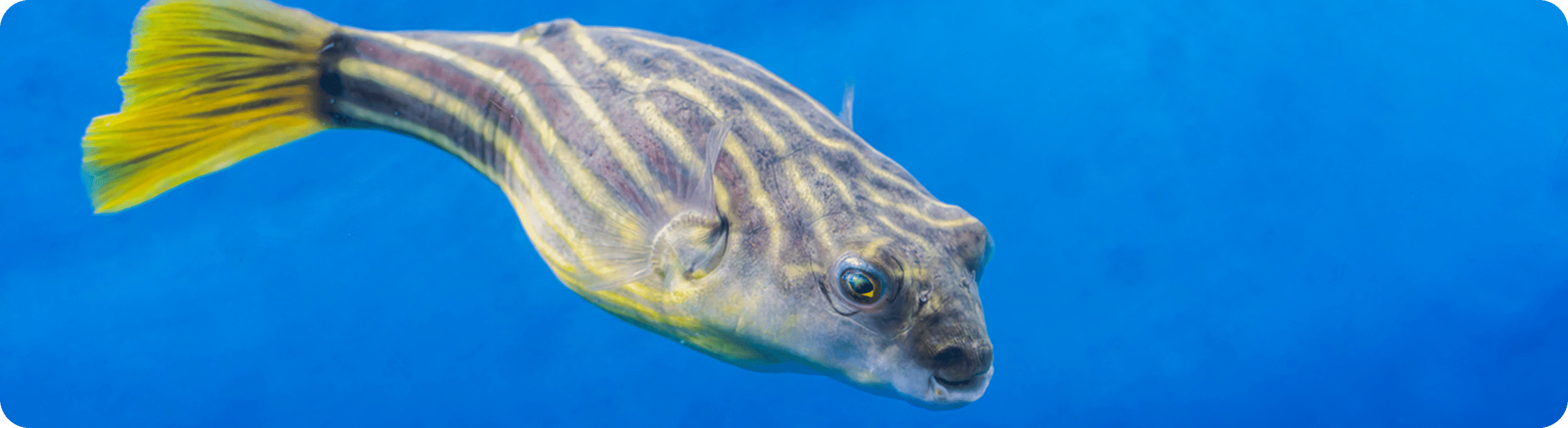 yellow-stripy-fish