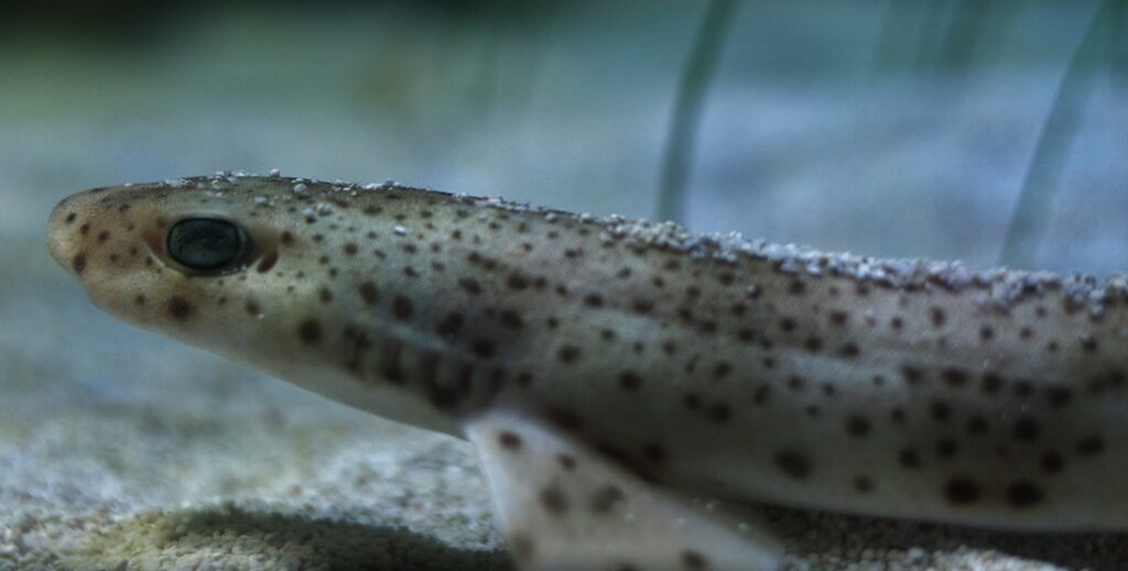 Lesser Spotted Cat Shark