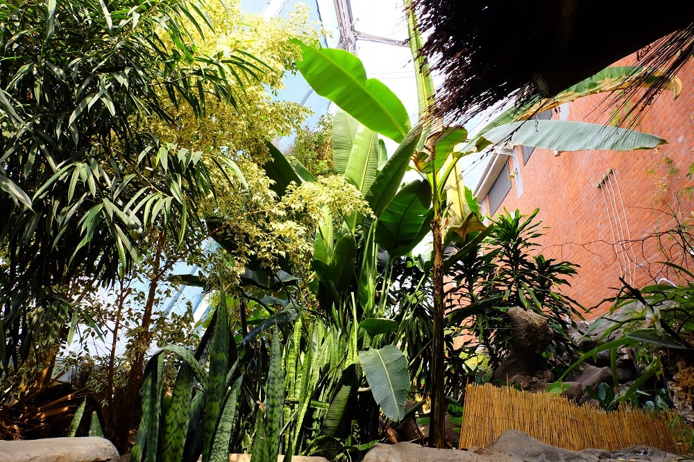 Carnivorous Plants: Not dead, just sleeping!