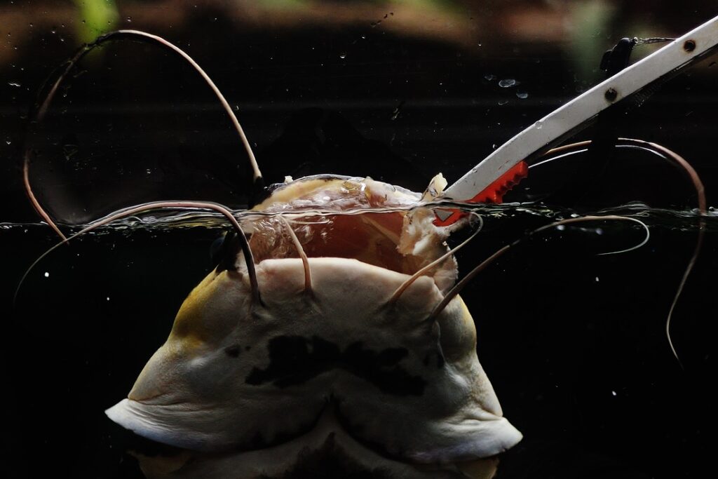 FEED AMAZONIAN GIANTS AT BRISTOL AQUARIUM