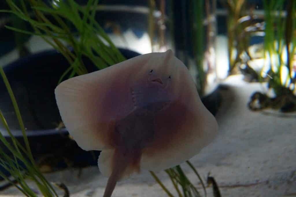 Bristol Aquarium’s Baby Rays are all grown up!