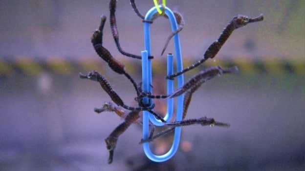 Lots of tiny seahorse babies born at Bristol Aquarium!