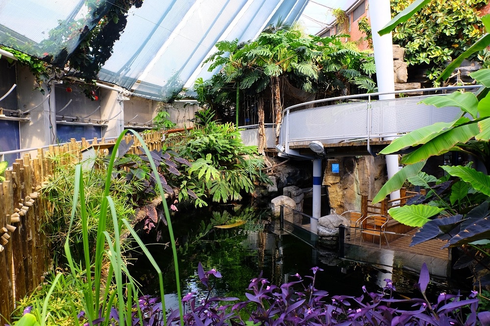 Blooming surprise as fruit salad tree flowers at aquarium