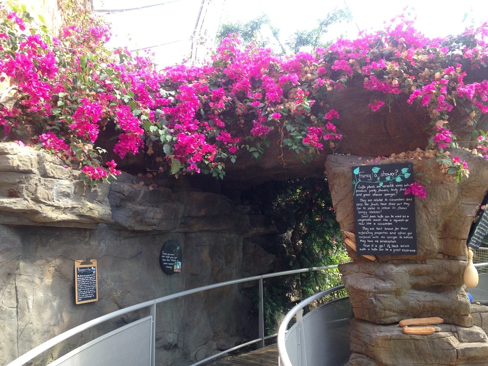 Tropical Winter Blooms at Bristol Aquarium