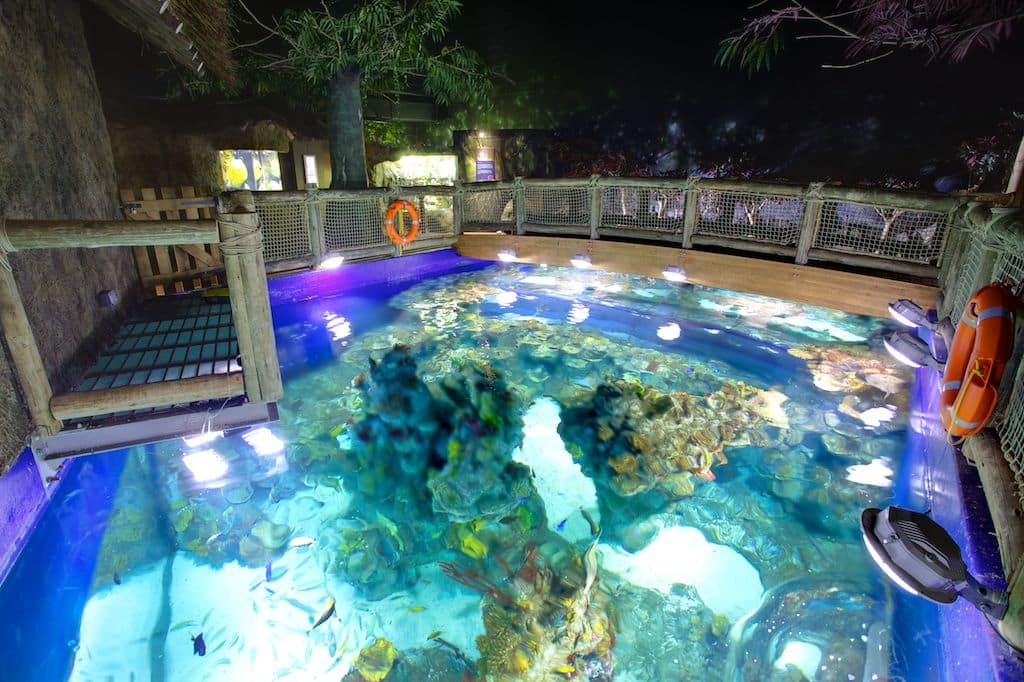 BATTY FISH THAT THINKS IT’S A FLATWORM