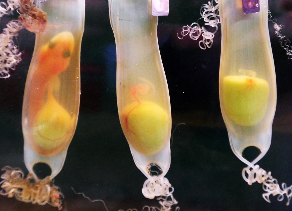 BABY SHARK BOOM AT BRISTOL AQUARIUM