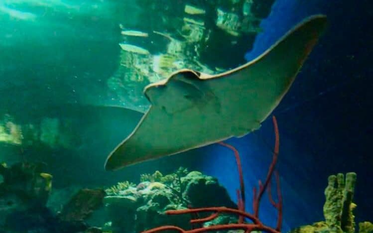 Cownose Rays Pic