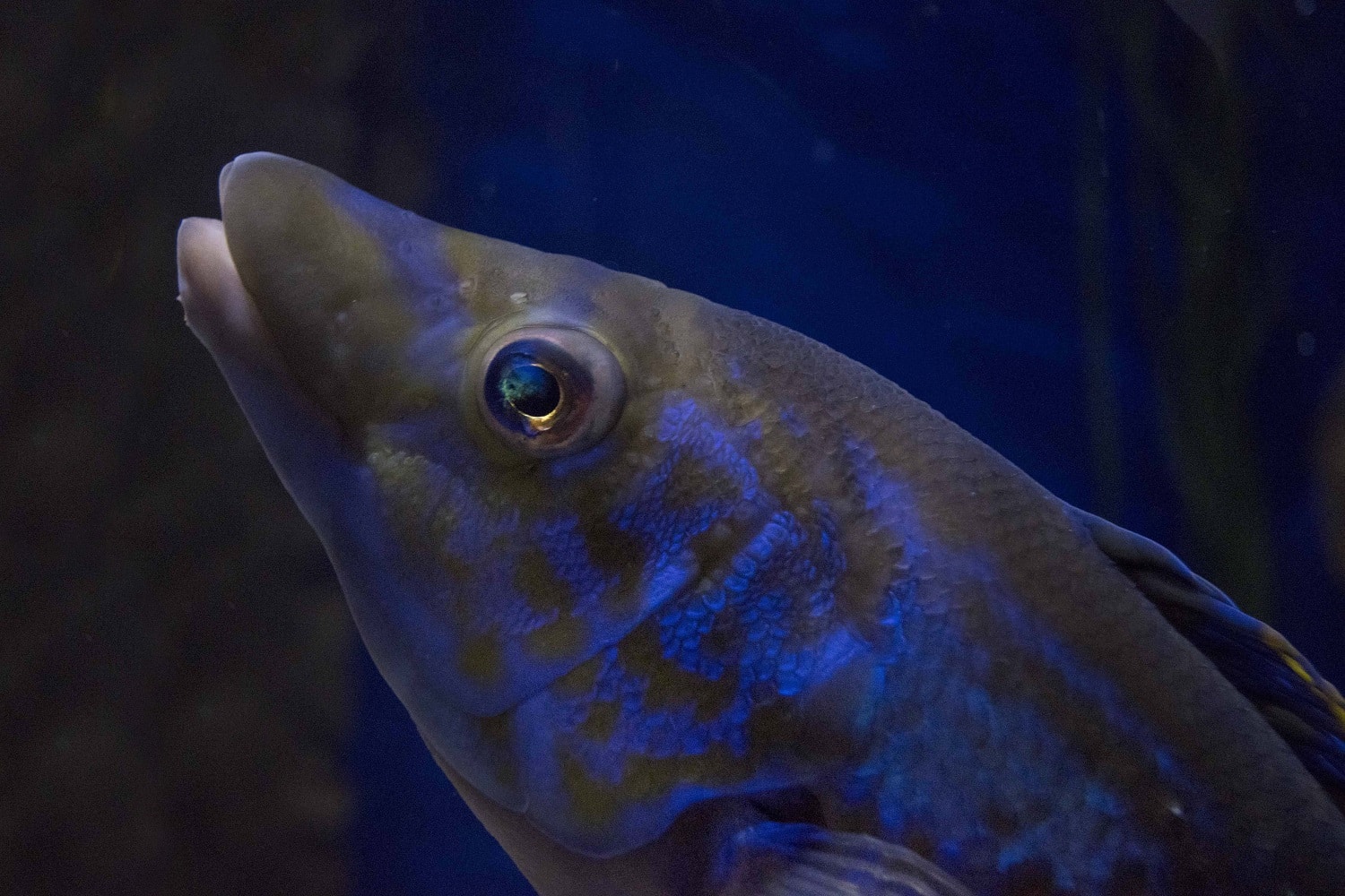Male Cuckoo Wrasse