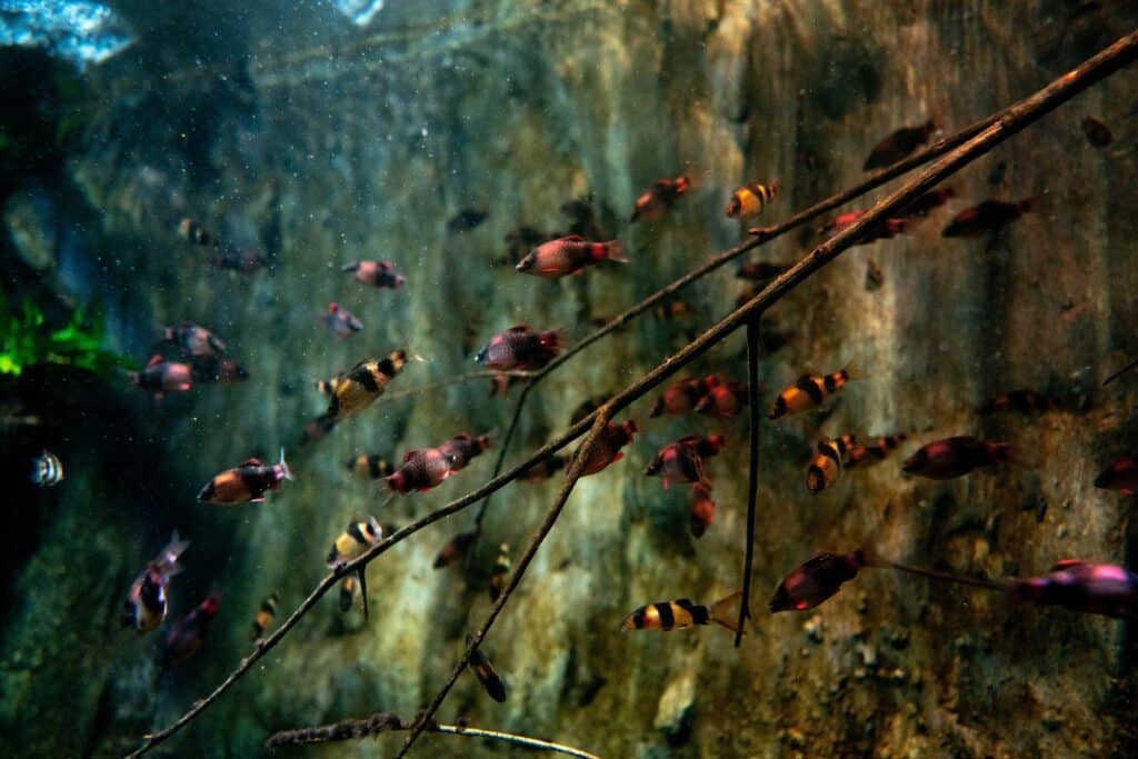 Ask the Aquarium: An Eel-ectric Environment