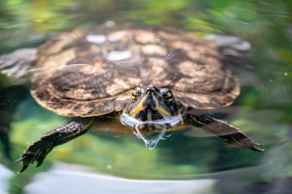 Stranded baby sea turtle recovering at Aquarium