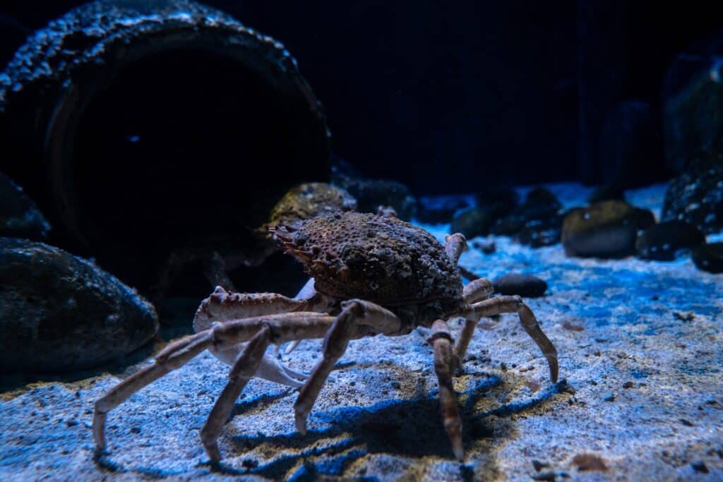 Aquarium crabs prove prickly customers