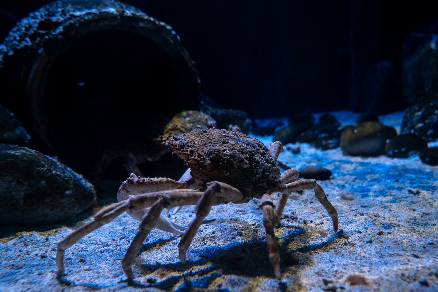 European Spider Crabs - Featured Image