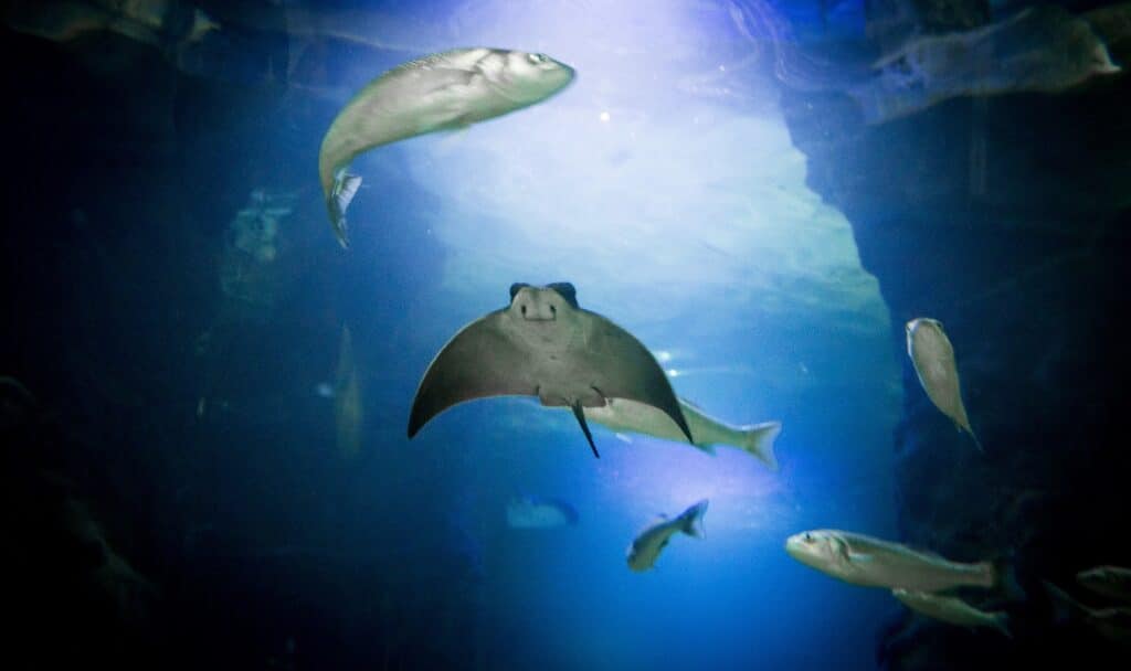 Cownose Rays
