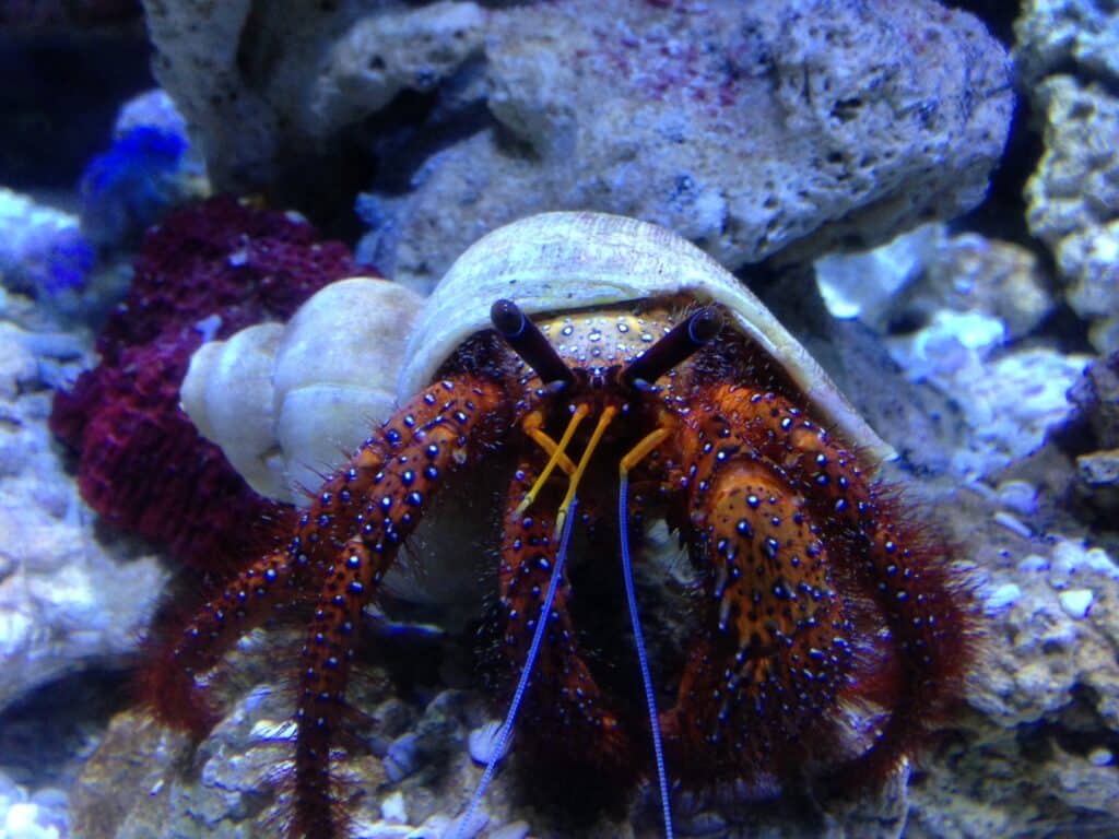 Hermit crab ‘twin’