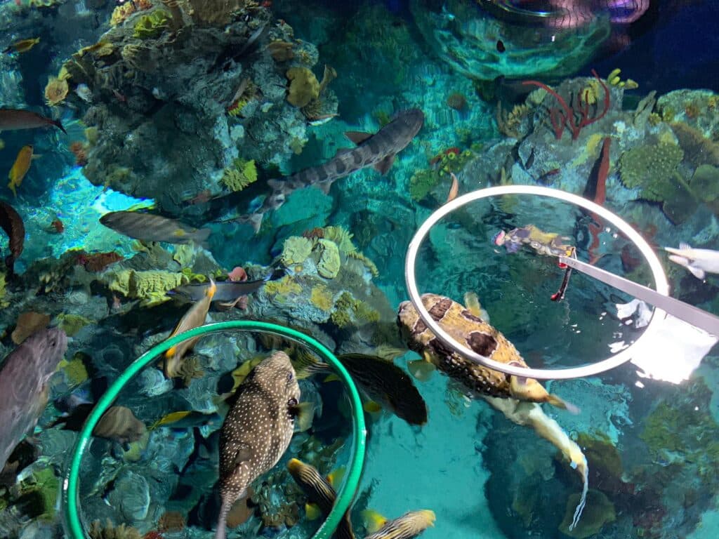 Pufferfish take on new training using a hula hoop!