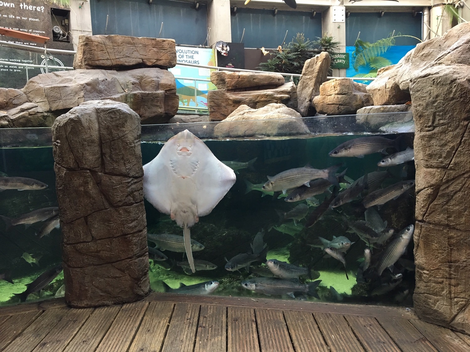 Painted Ray - Featured Image