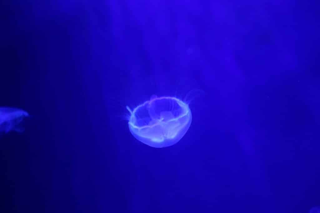Moon Jellyfish