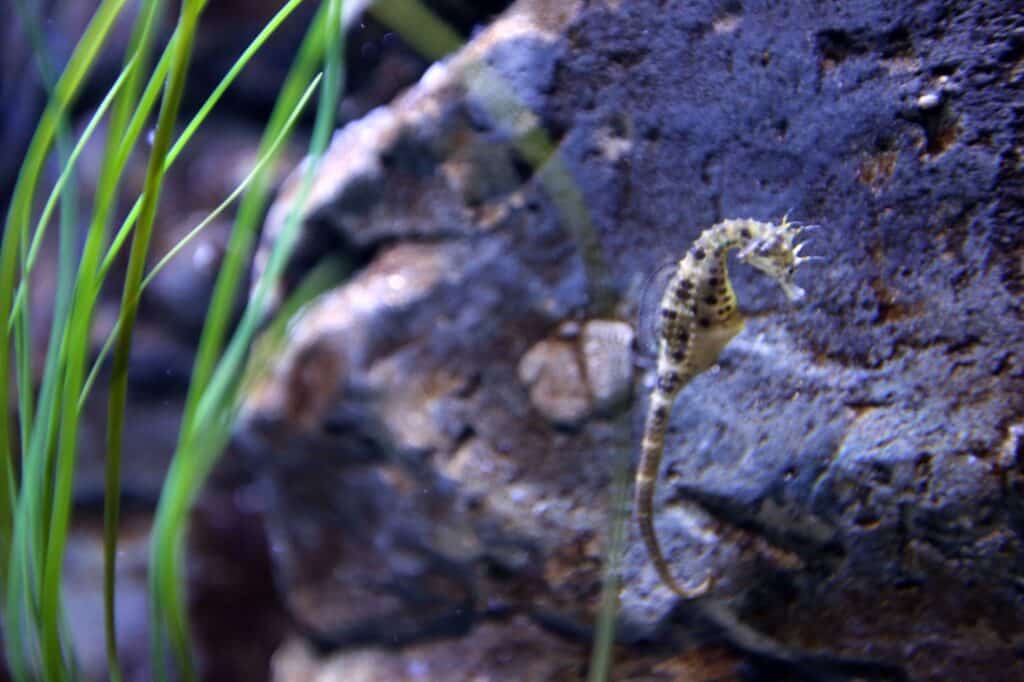 Seahorses drop anchor