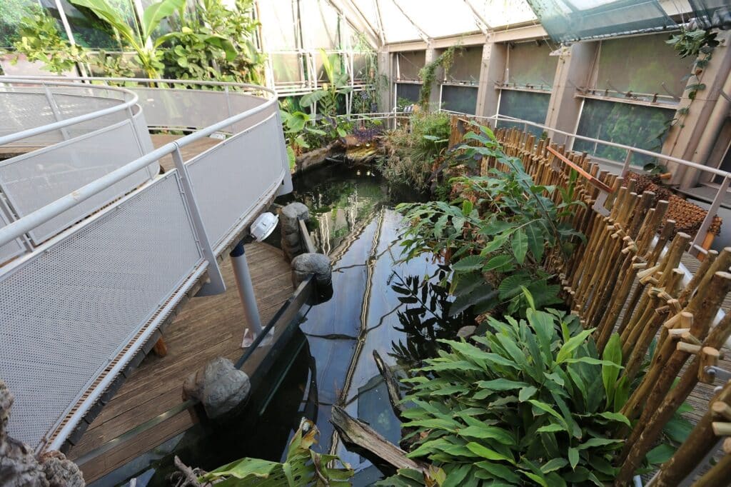 Aquarium amazed by giant Loofah crop