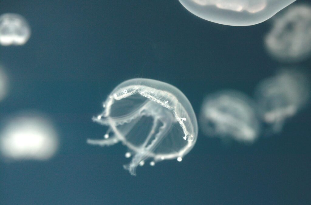 ‘SMACK’ OF JELLYFISH AT BRISTOL AQUARIUM