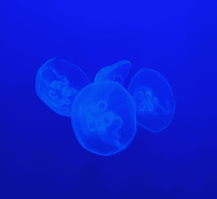15 Amazing Jellyfish Facts for Kids