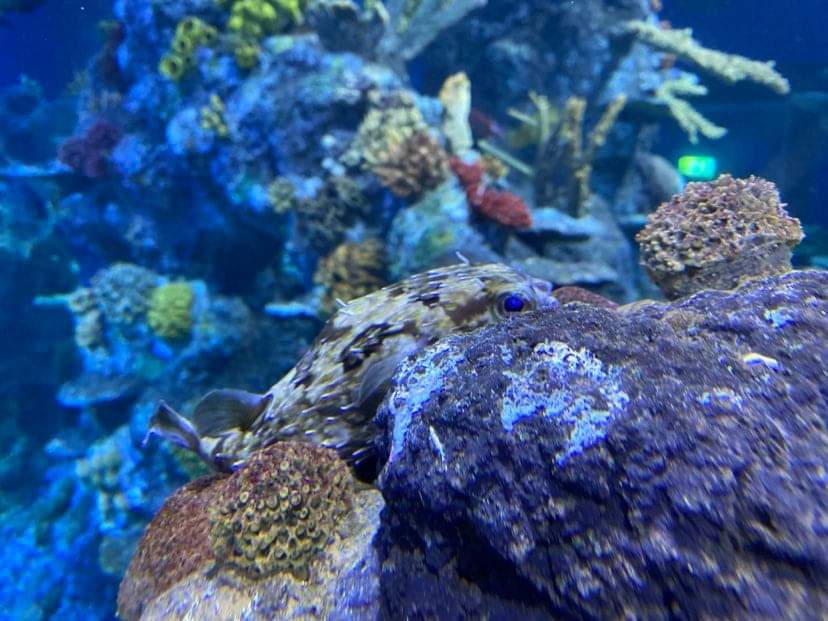 Piper the Porcupine Pufferfish!