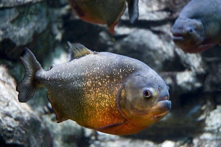 Red-bellied-piranha-768x510.jpg