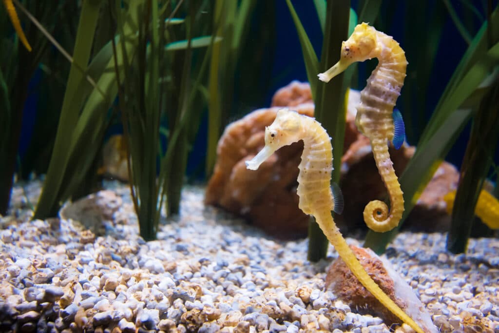 How to Draw a Seahorse: 6 Easy Steps