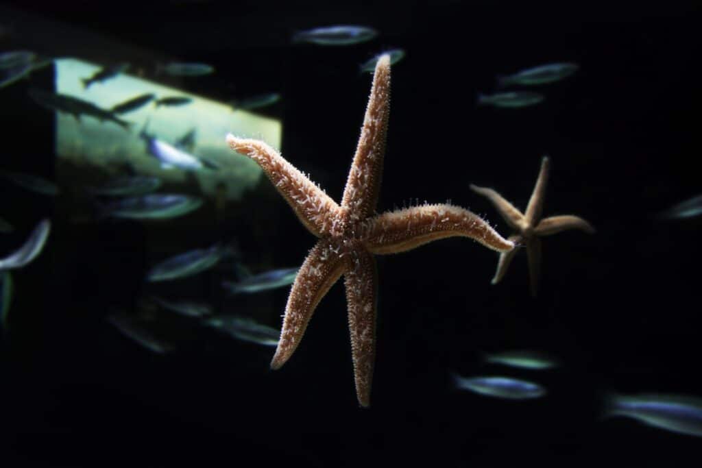 Common Starfish