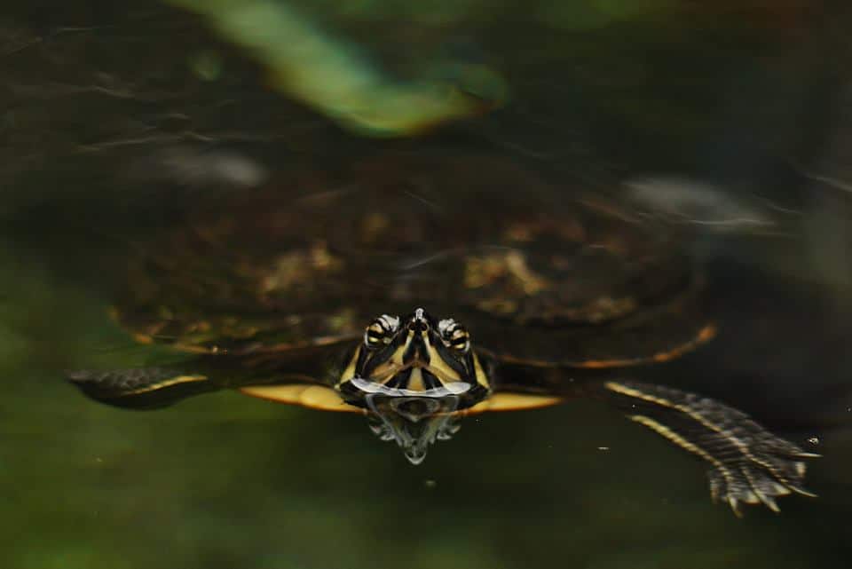 World’s rarest sea turtle rehab