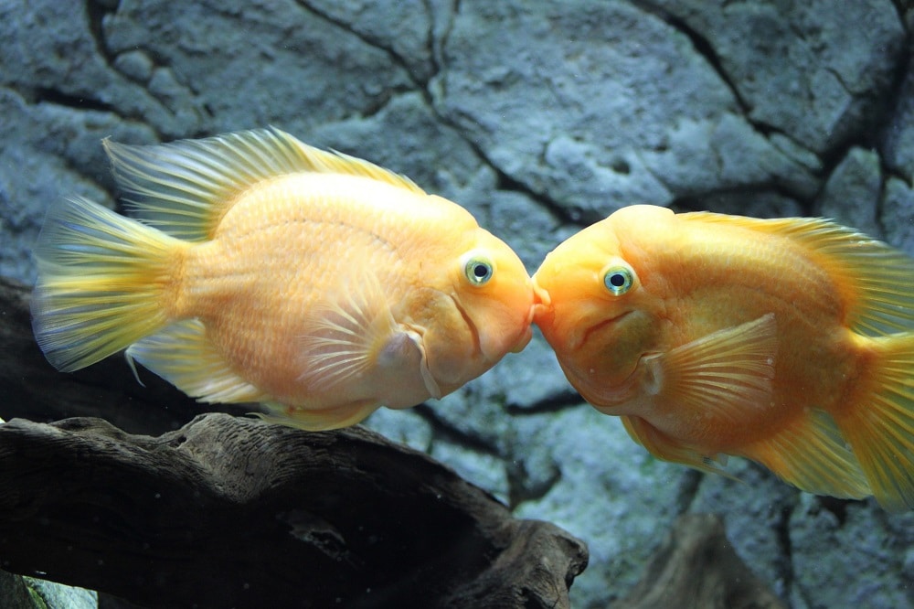 Do Fish Fall in Love?