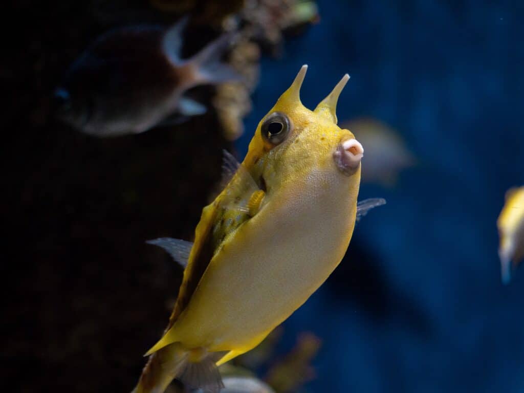 Ocean Animals Quiz: Can You Classify These Sea Creatures?