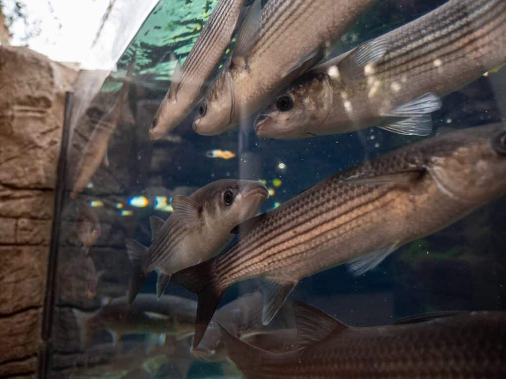 Upcoming Road Closures