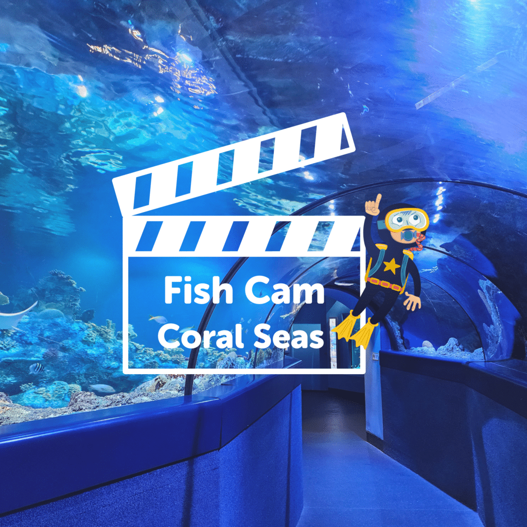 Our new Fish Cam series has landed!