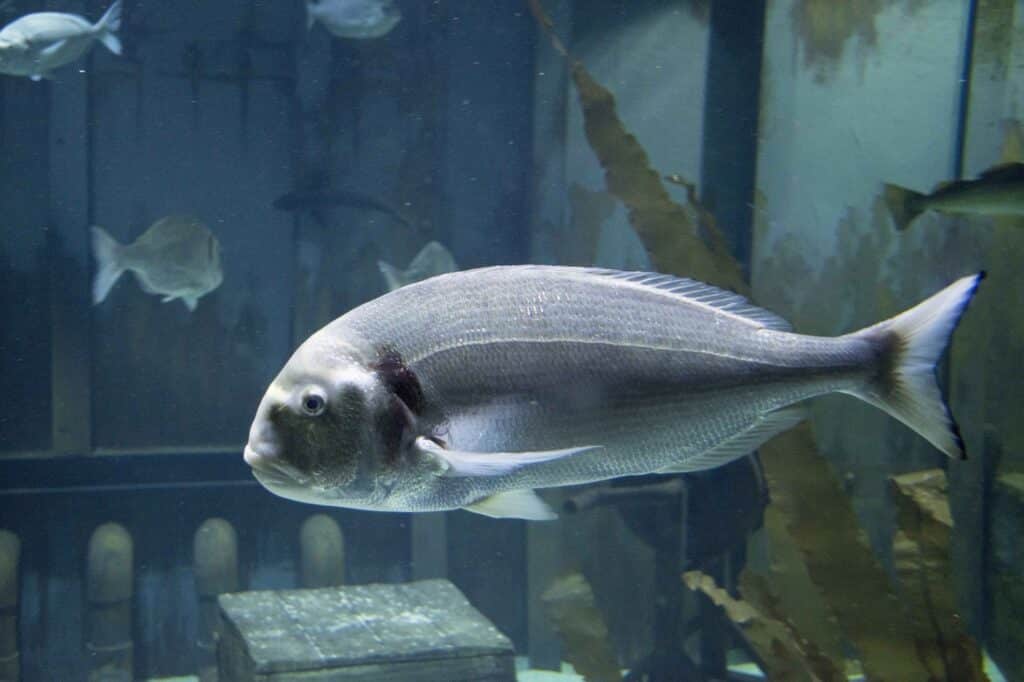 Gilthead Sea Bream