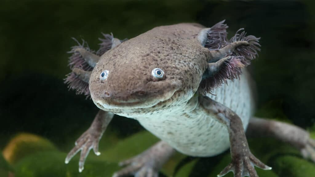 New animal alert – Axolotl fun!