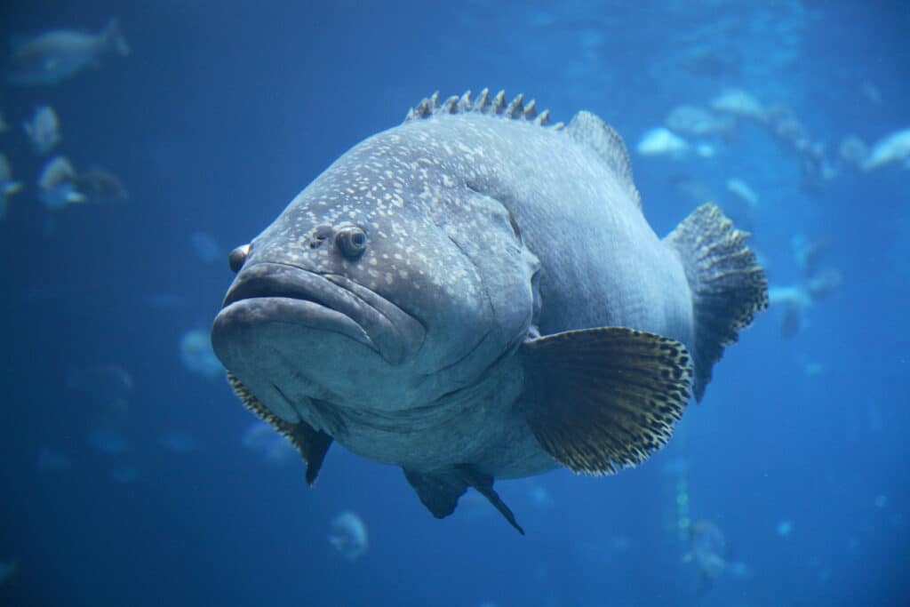 10 Great Facts About Groupers