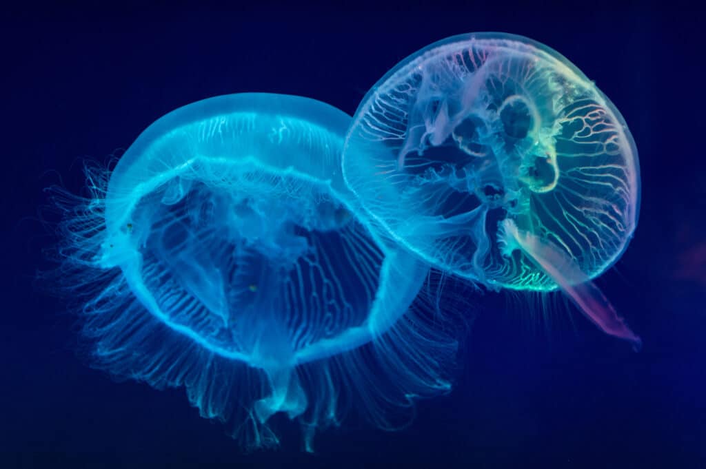 Close up with of illuminated Moon jellyfish underwater.