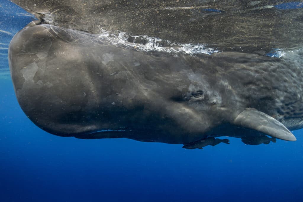 Young Sperm whale swims just below the surface of the ocean off Dominica