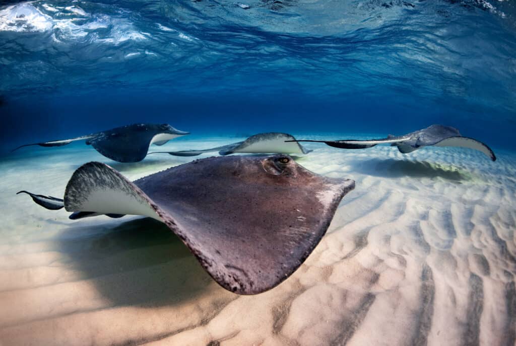 14 Fascinating Facts About Rays
