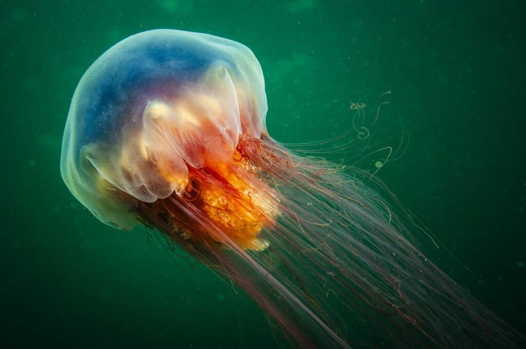 Lion's Mane jellyfish drifting underwater in the gulf of st.Lawrence