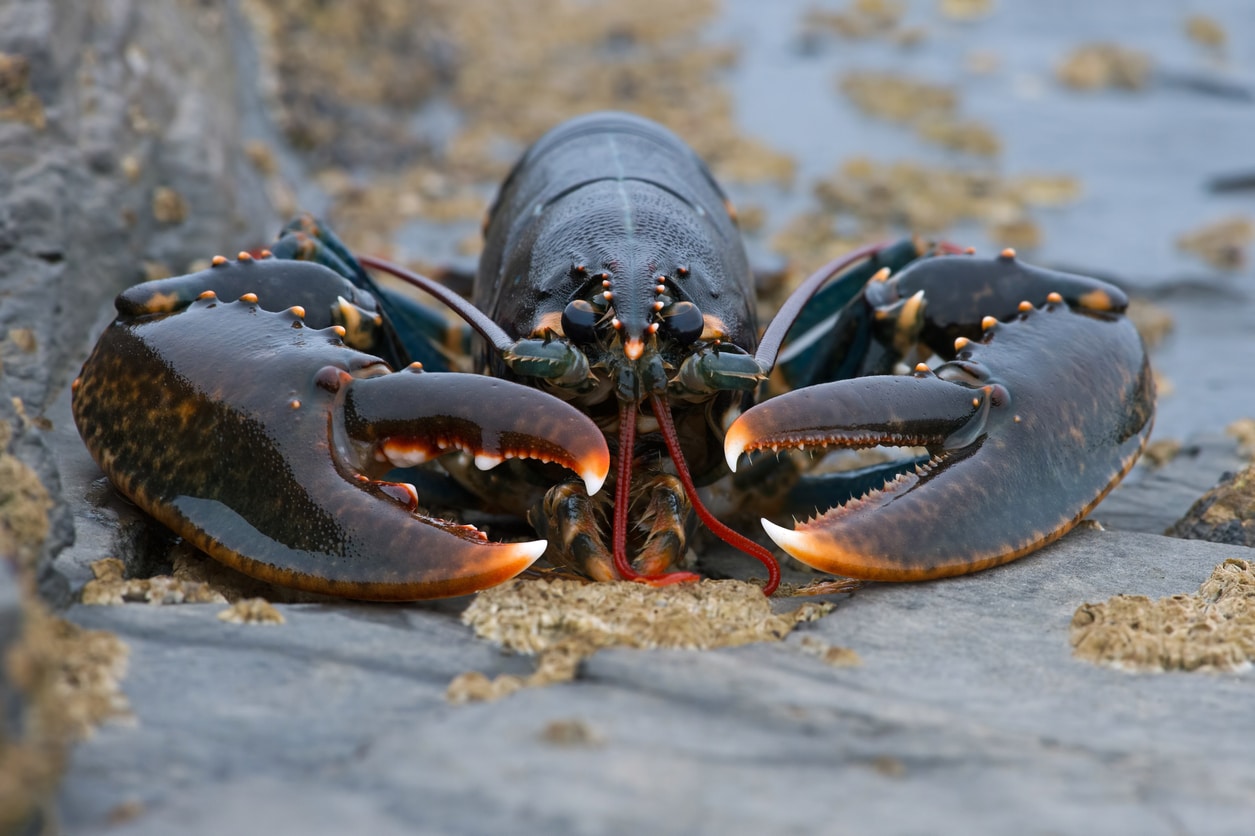 Common Lobster - Featured Image