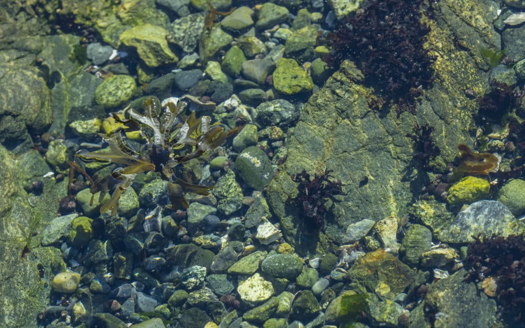 Everything You Need to Know About Marine Ecosystems