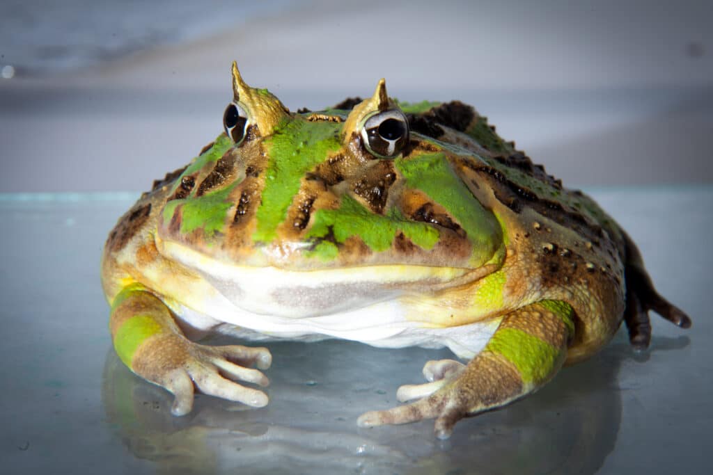 How Long Have Frogs Been Around?